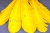Декоративный Пучок из перьев, перо 23см/желтый - купить в Салавате. Цена: 12.19 руб.