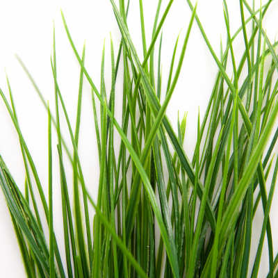 Трава искусственная -4, шт  (осока 50 см/8 см  7 листов)				 - купить в Салавате. Цена: 130.73 руб.